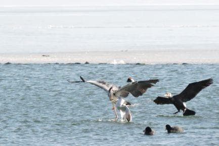 Birds.mk Platform Collects Over 34,000 Bird Data Points in North Macedonia