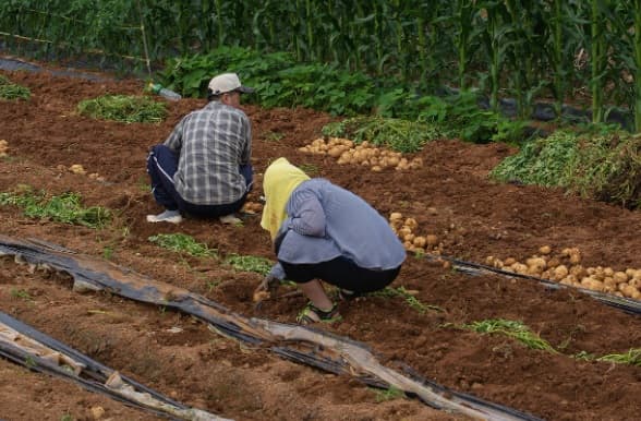 Ministry of Agriculture Claims Macedonian Farmers Received 237 Million Denars in Payments