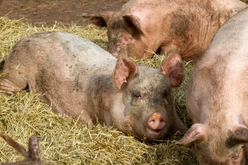 African Swine Fever Declared in Jelenac, Topola Municipality