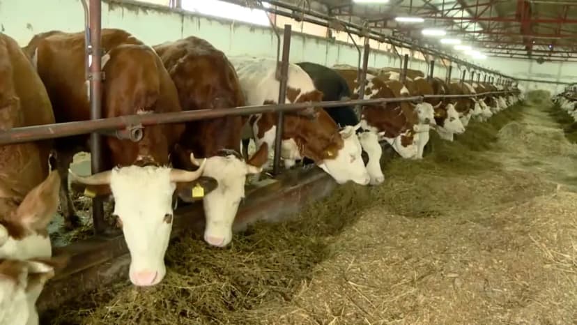 Serbian Minister Glamočić: No Subsidies for Heifers Exceeding 20 Heads