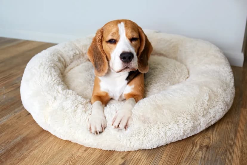 Debate: Can Dogs Be Happy in Apartments Without Yards?