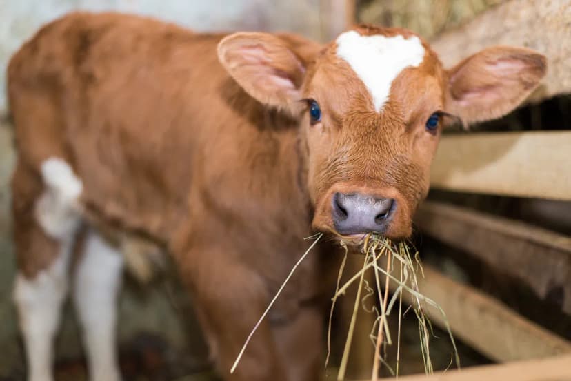 Serbian Livestock Farmers Face Million-Dinar Losses Due to New Subsidy Rules for First-Calvers