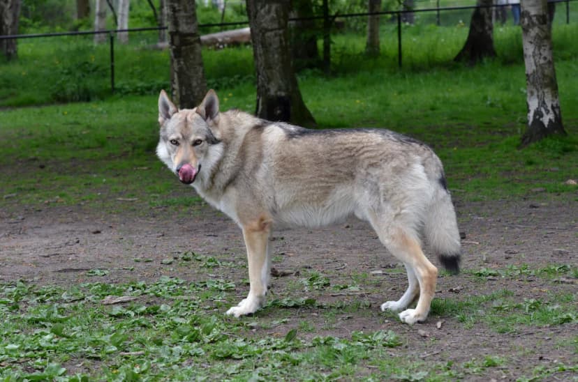 Dog of 'Captain Dragan' Reportedly Attacks Pet in Belgrade, Owner Denies Claims