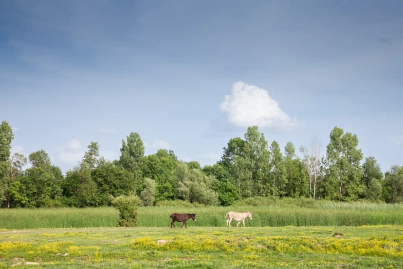 The world’s most expensive cheese is made in Serbia