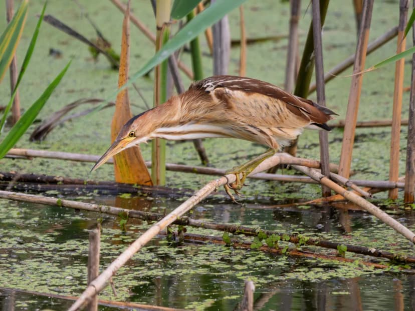 New Bird Species Identified During Wintering in Serbia