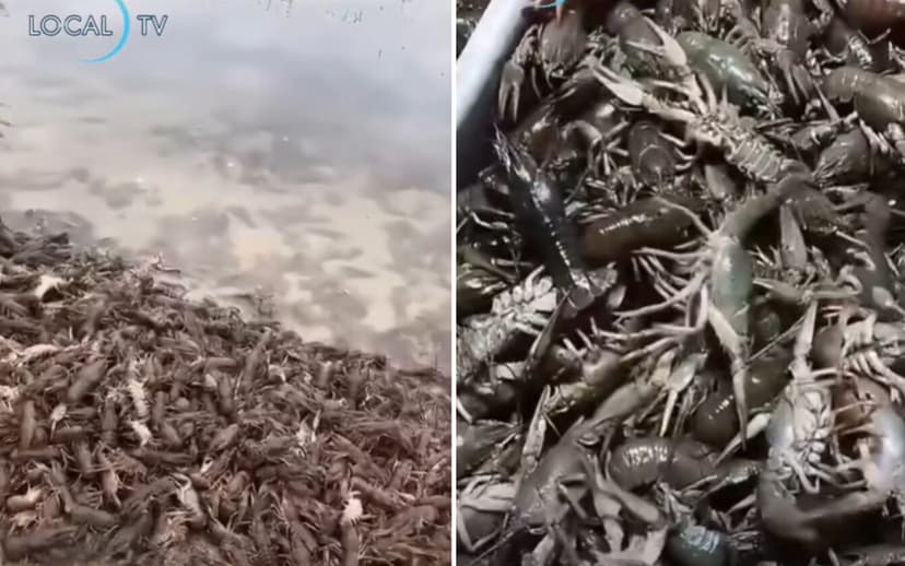 Fake Video of Crayfish Fleeing Dniester River Due to Pollution Circulates on Social Media