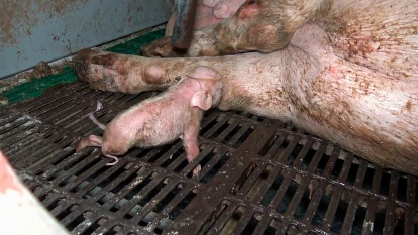 Danish Left-Wing Parties Propose Ban on New Conventional Pig Farms