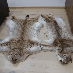 Estonia's biggest ever poaching case heading to court