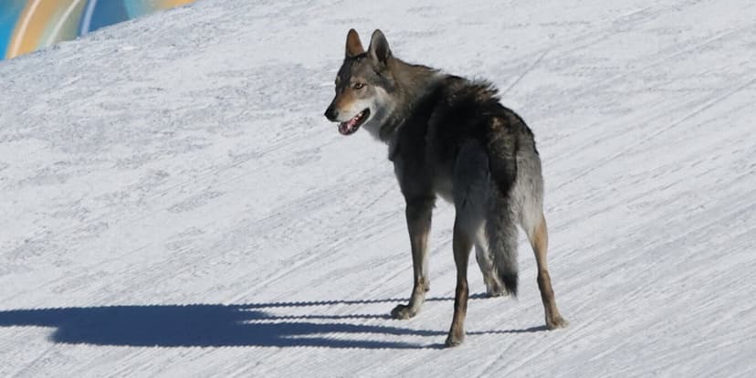 Dog Reaches Top Of The Pawdium With Scene-Stealing Performance At Winter Olympics