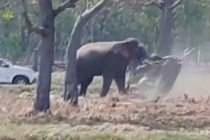 Elephant Attacks Owner During Forced Mating in Thailand