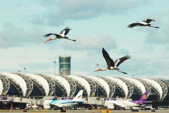 Birdstrikes Threaten Aviation Safety in Thailand