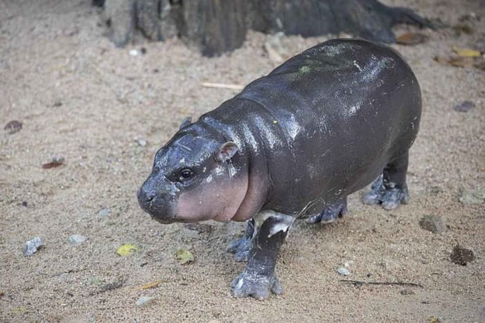 Zoo clarifies welfare of 'Moo Deng'