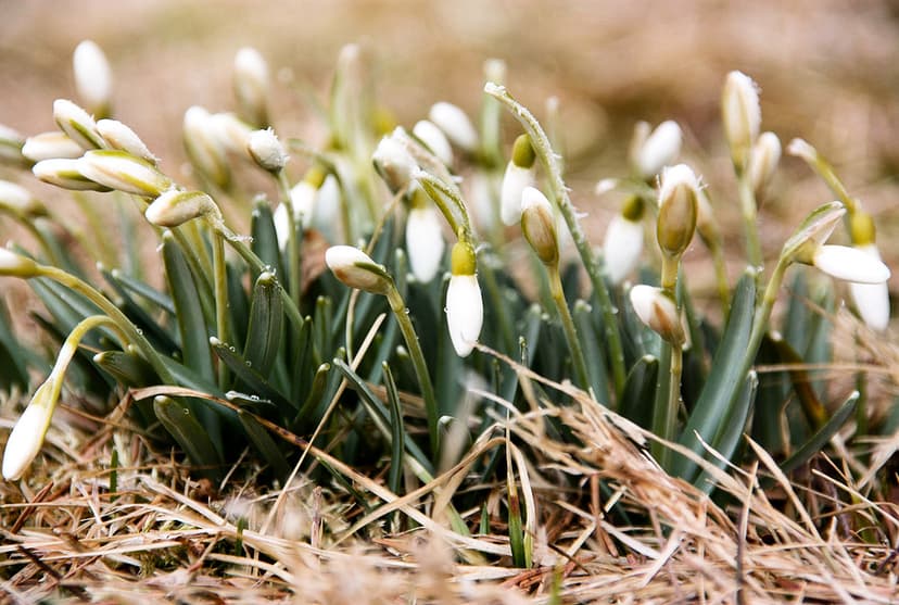 Meteorological Spring Begins in Latvia
