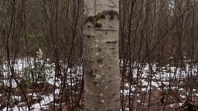 Identifying Maple Trees for Sap Tapping in Early Spring