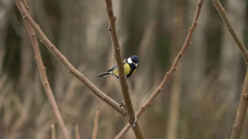 Seven Species of Tits Represented in Latvian Fauna