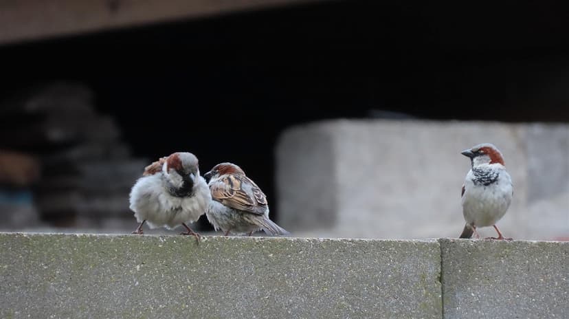 Pelēkā svētdienā turpināsies sniega kušana
