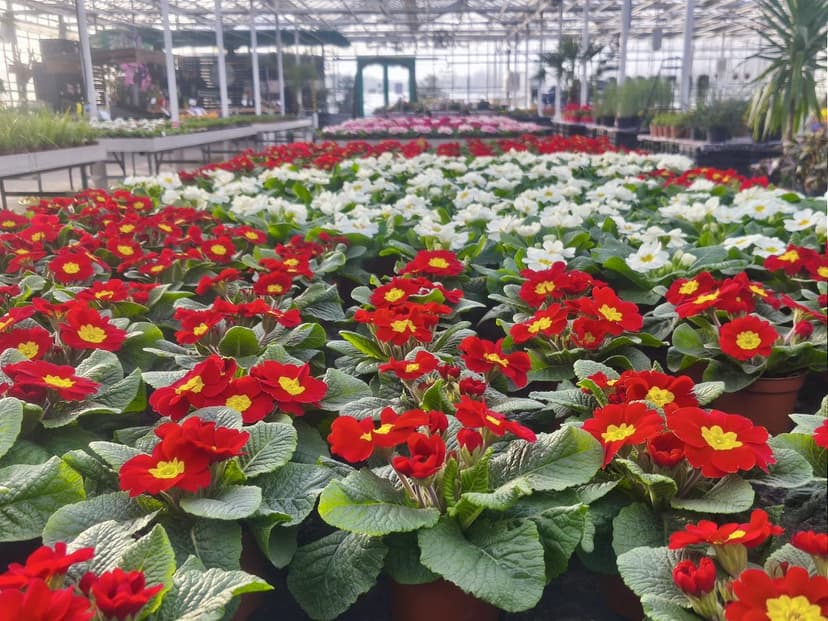 Cold Winter Delays Primrose Blooms, Affects Flower Sales in Latvia