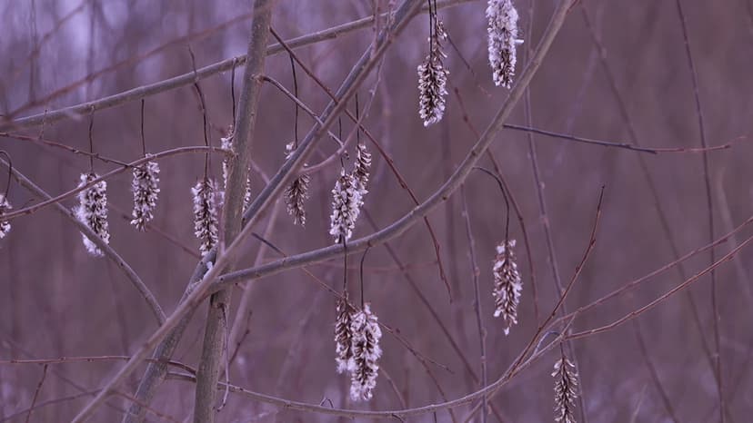 Latvia Forecasts Cloudy Weather and Strong Winds