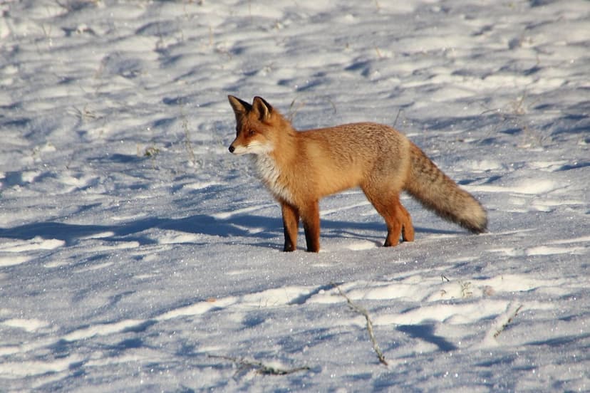 Winter's End in Latvia: Nature's Transition Before Spring