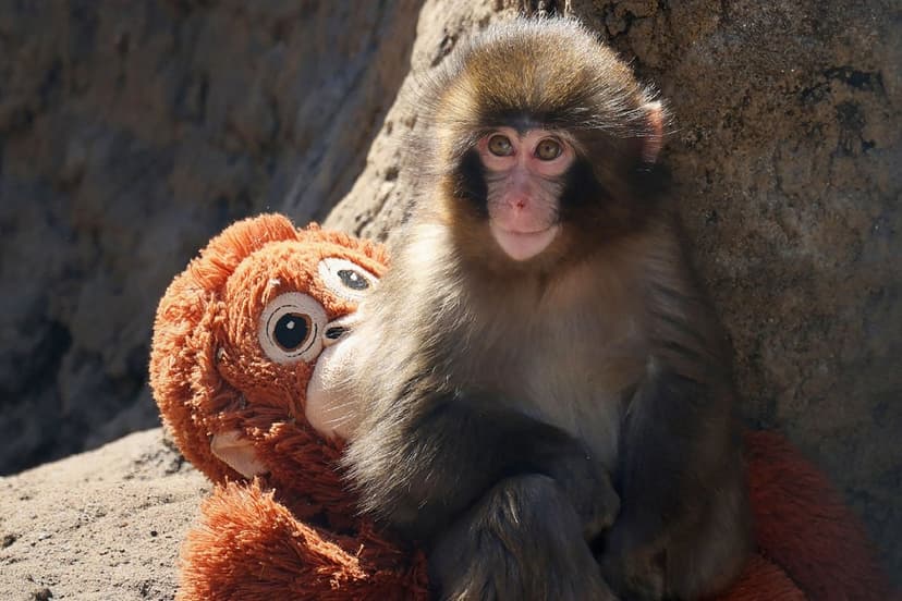 Rejected Baby Monkey in Japanese Zoo Gains Global Sympathy