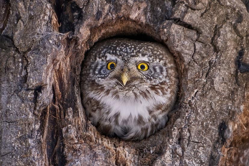 Latvia Publishes New Edition of Red Book on Endangered Species