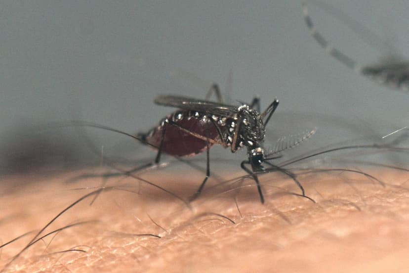 Latvia Confirms Three Chikungunya Virus Cases Linked to Seychelles Travel