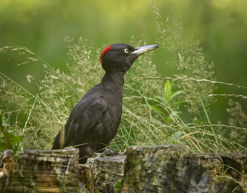 Large, loud and strong – meet Latvia's largest woodpecker, the great spotted woodpecker