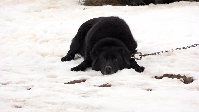 Widow in Jekabpils seeks new owners for 11 cats and a dog after partner's death