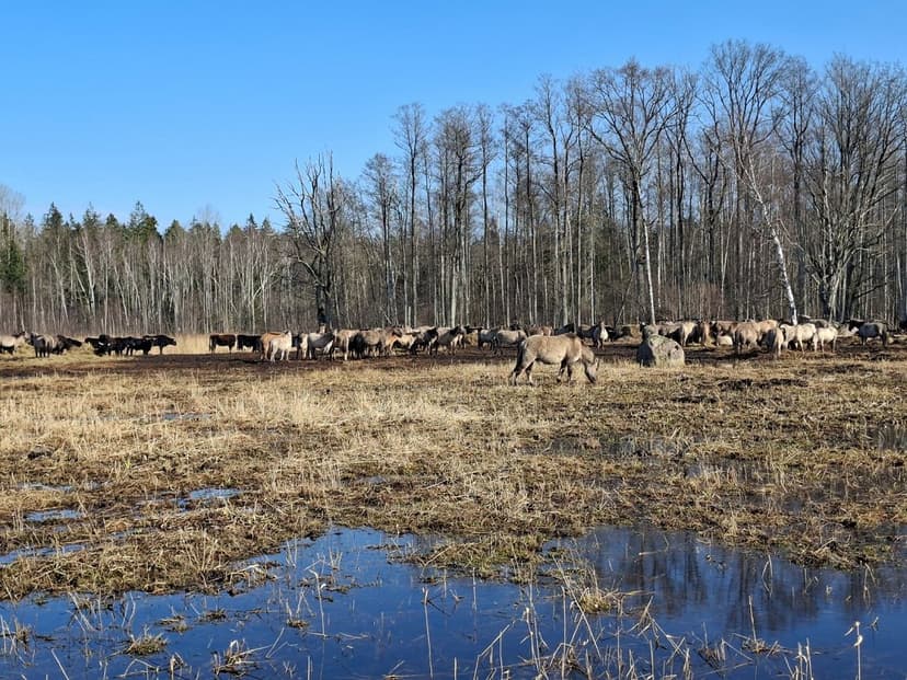 Dozens of Dead Animals Discovered in Ķemeri National Park, Latvia
