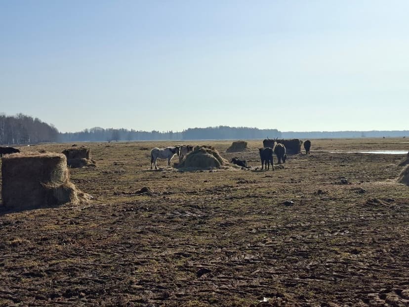 Residents Appeal to Latvian Authorities Over 79 Dead Wild Cattle in National Park