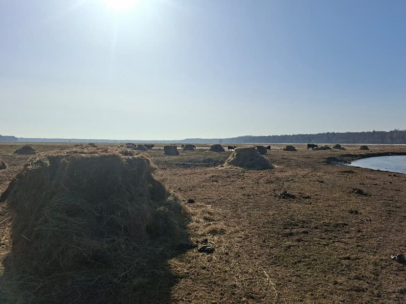 No Infectious Disease Found in Dead Wild Cattle in Dunduru Meadows; Animal Cruelty Concerns Remain