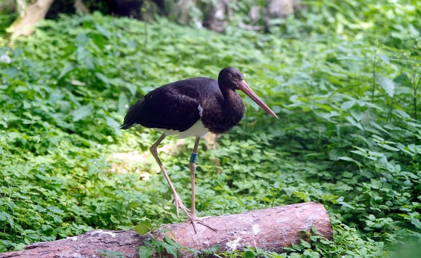 Black Storks Return to Latvia Earlier Than Usual