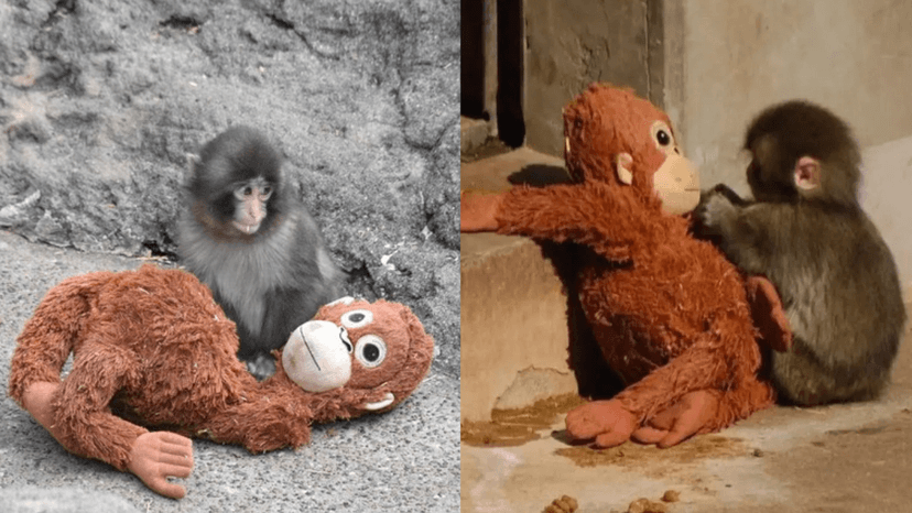 Abandoned Baby Macaque Finds Comfort in Toy at Japanese Zoo