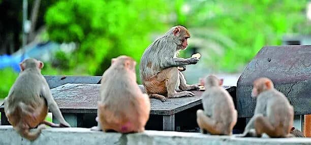 Jammu and Kashmir Government Rejects Monkey Sterilization Amid Crop Damage Outcry