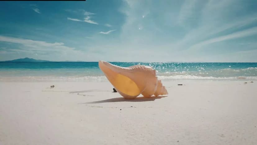 World's Biggest Sea Snail Discovered