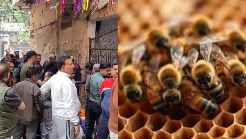 Umpire Dies in Bee Attack During Cricket Match in Uttar Pradesh