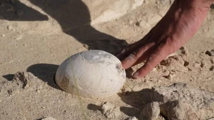 70-Million-Year-Old Dinosaur Egg Discovered in South America