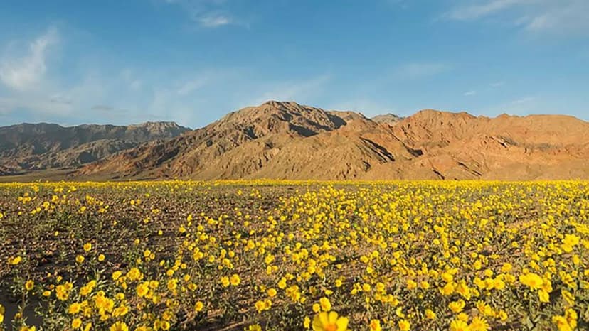 Wildflowers Bloom in California's Death Valley After Record Rains