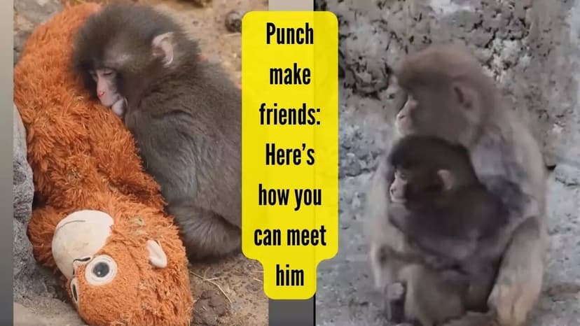 They ask to transfer Punch, the Japanese monkey who went viral after being abandoned by his mother and lives clinging to a plush toy, to a sanctuary