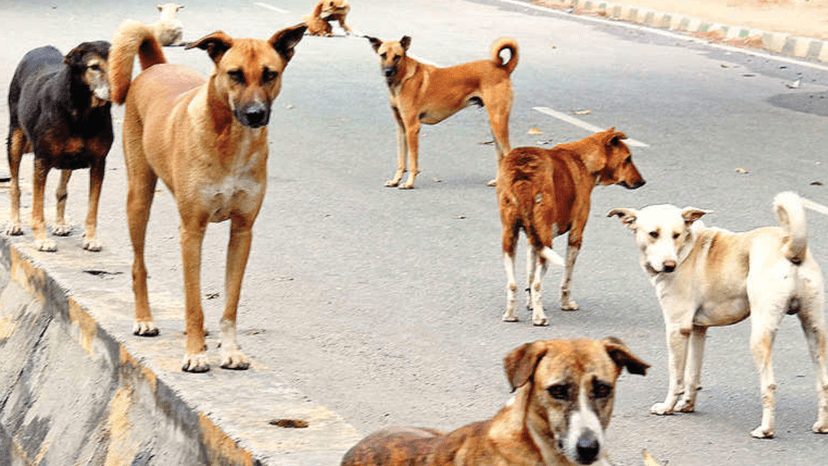 4-year-old girl mauled by a pack of stray dogs in Maharashtra town, sustains 100 wounds
