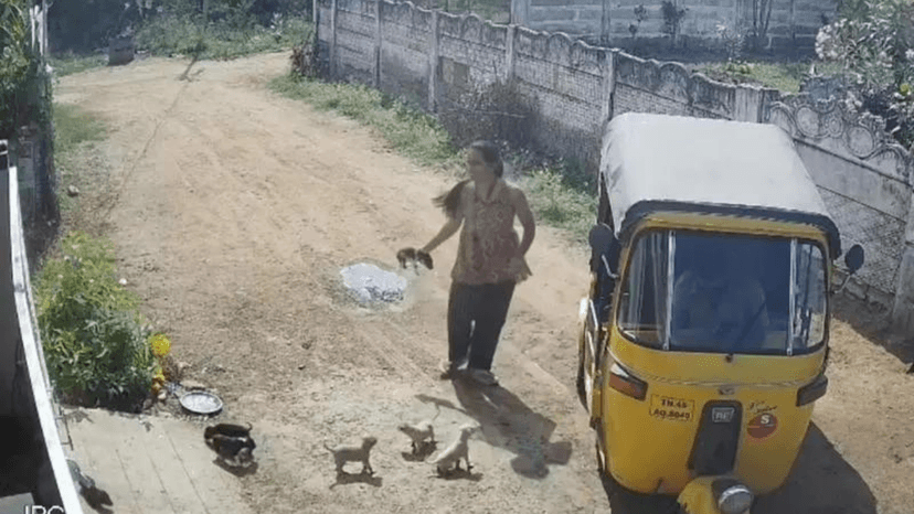 In rage after neighbour hurt her son, Trichy woman hurls puppies against wall; 2 die