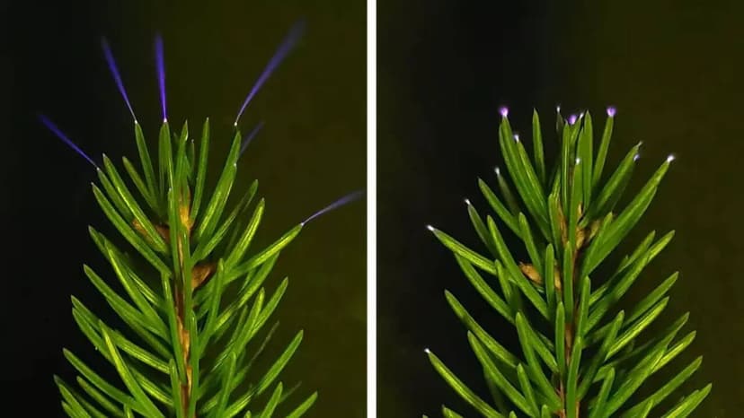 Scientists Observe Trees Emitting Electricity During Thunderstorms