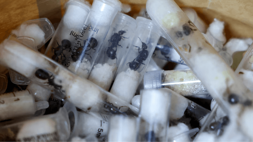 ‘2,000 queen ants in a suitcase’: Chinese man arrested for smuggling live ants in test tubes at Nairobi airport