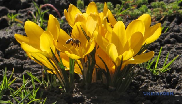 Tourist influx expected in Transcarpathia as crocuses reach peak bloom