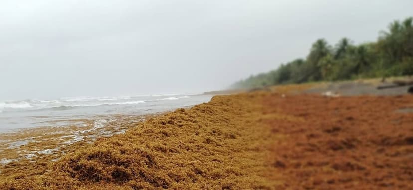 Sargassum Accumulation Increases on Costa Rica's Northern Caribbean Coast