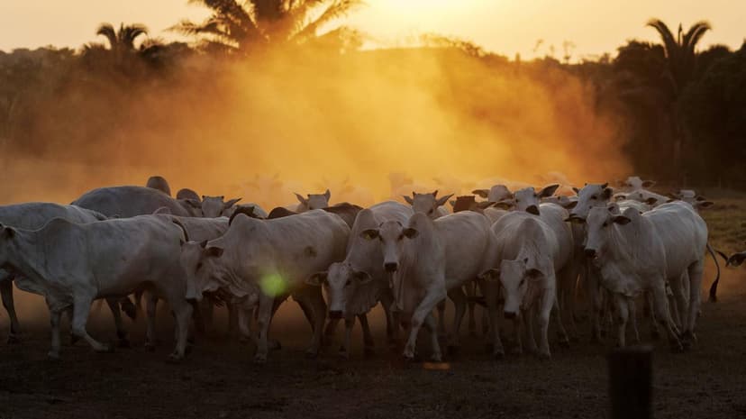 Contaminated Beef in the EU. "This report is devastating not only for Brazil"