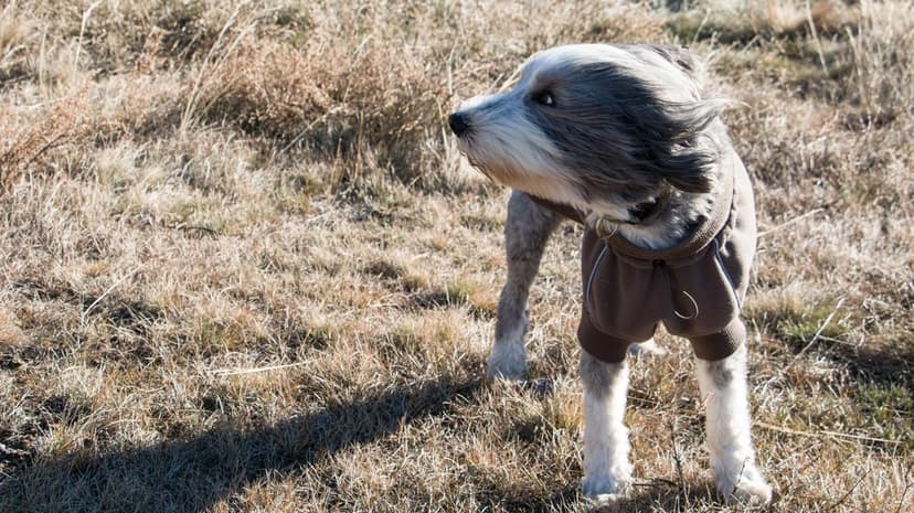 Weather for today - Wednesday, March 4th. Stronger wind is expected in places