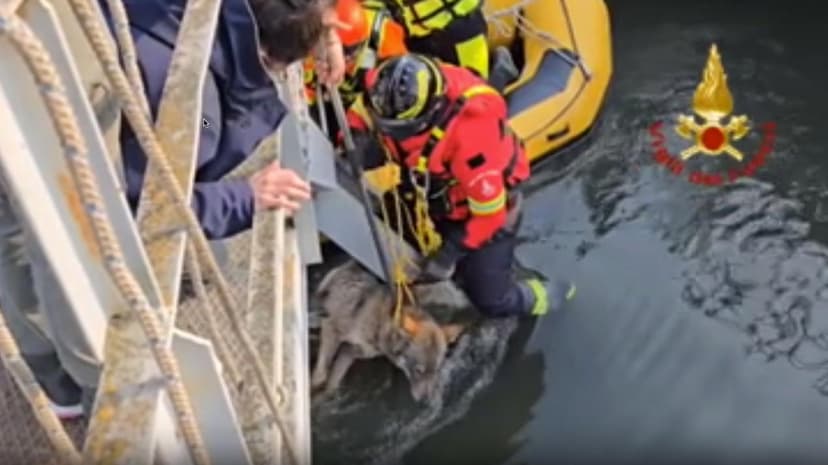 Firefighters Rescue Wolf from Canal in Verona