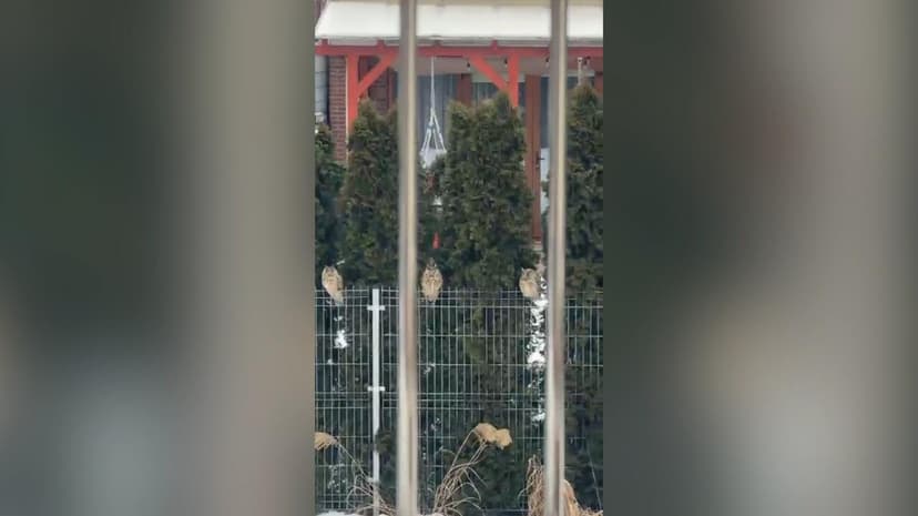 Rare Sighting of Six Long-Eared Owls on a Fence in Poland