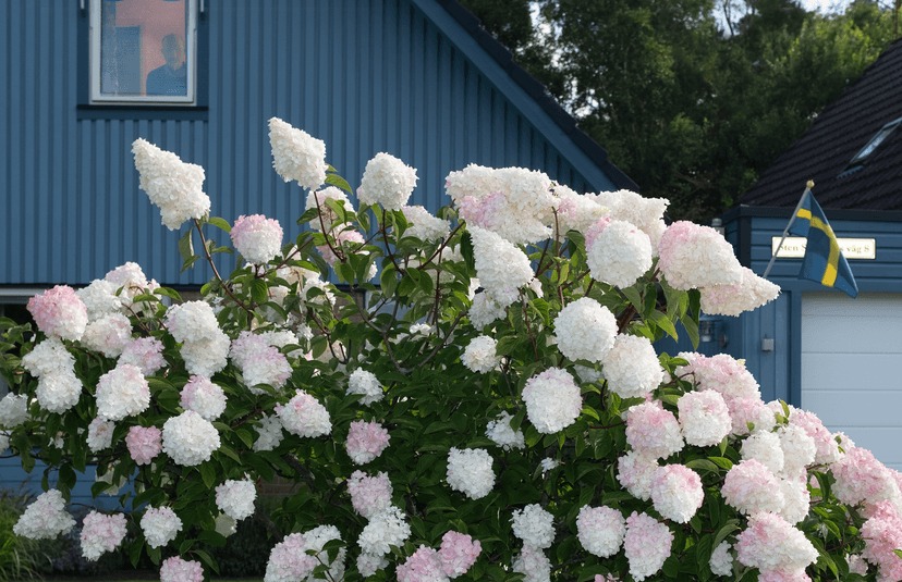 Ruben Östlund's Plattform Produktion Boards New Film 'A Phone Rings in the Middle of the Night'